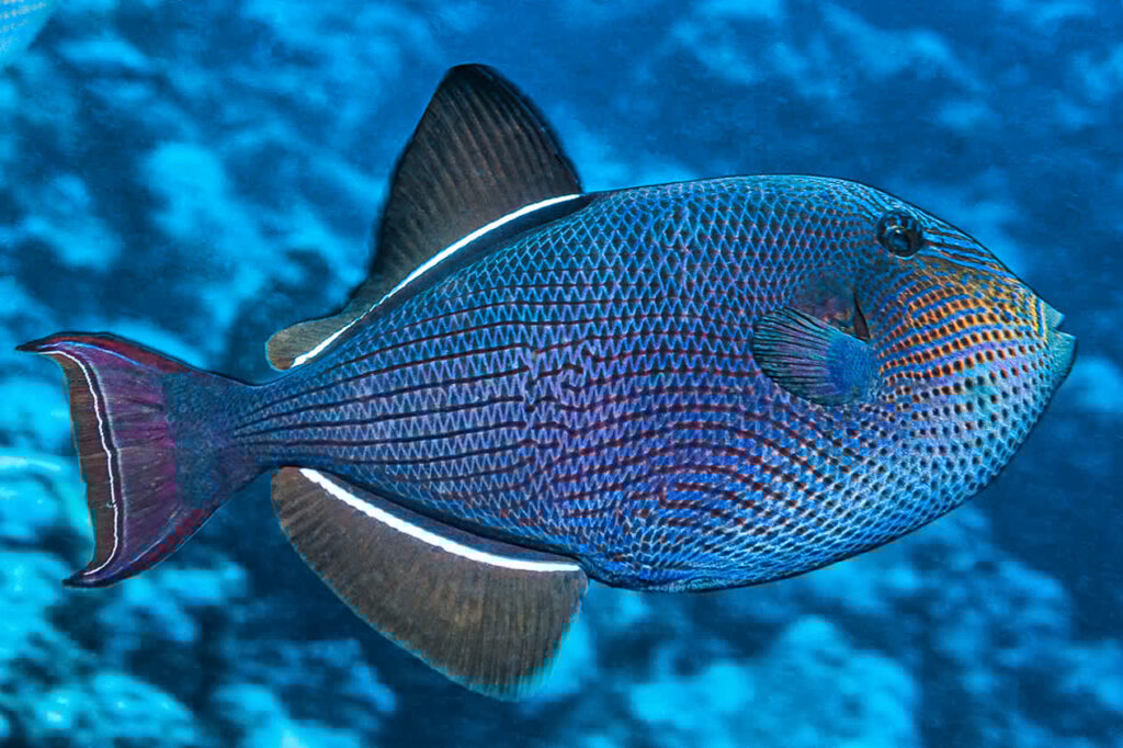 A black and blue fish swimming underwater.