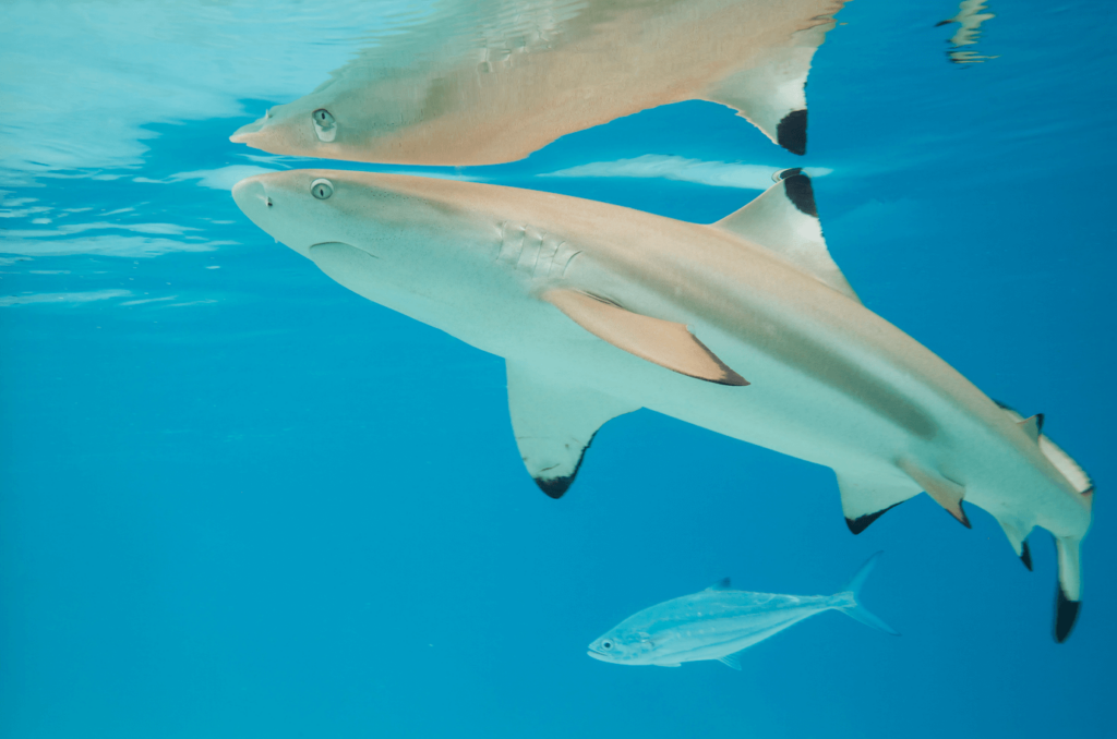 A blacktip reef shark swims near the surface.
