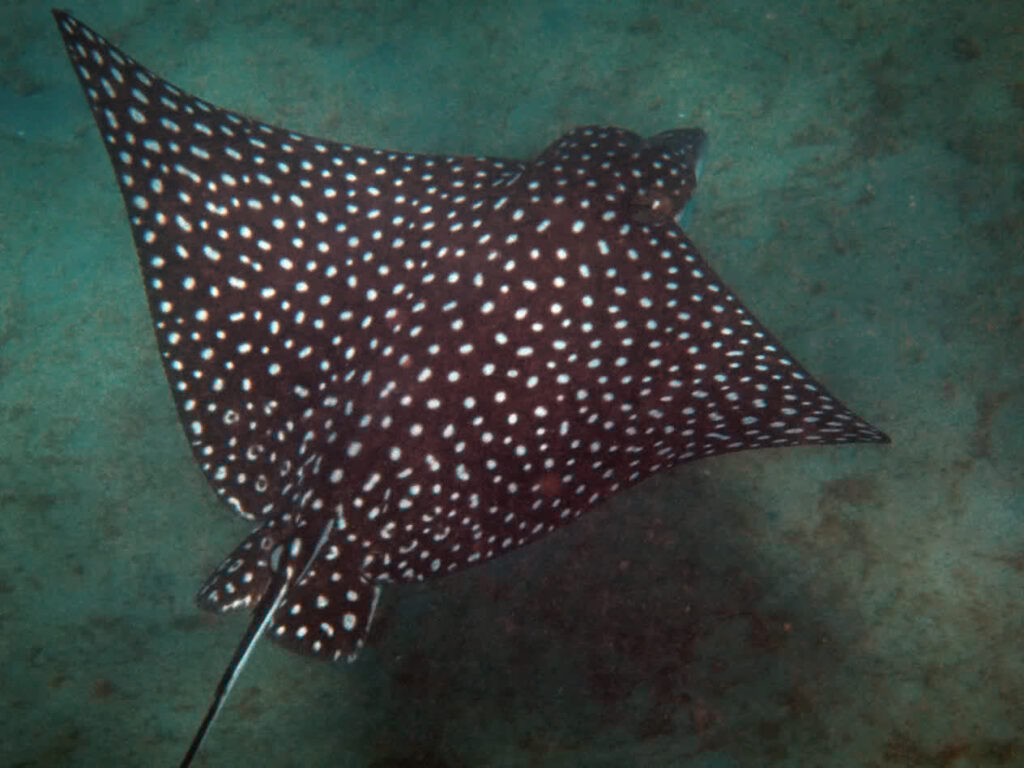 A black stingray with white spots swims underwater.
