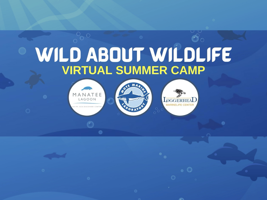 Wild About Wildlife Virtual Summer Camp