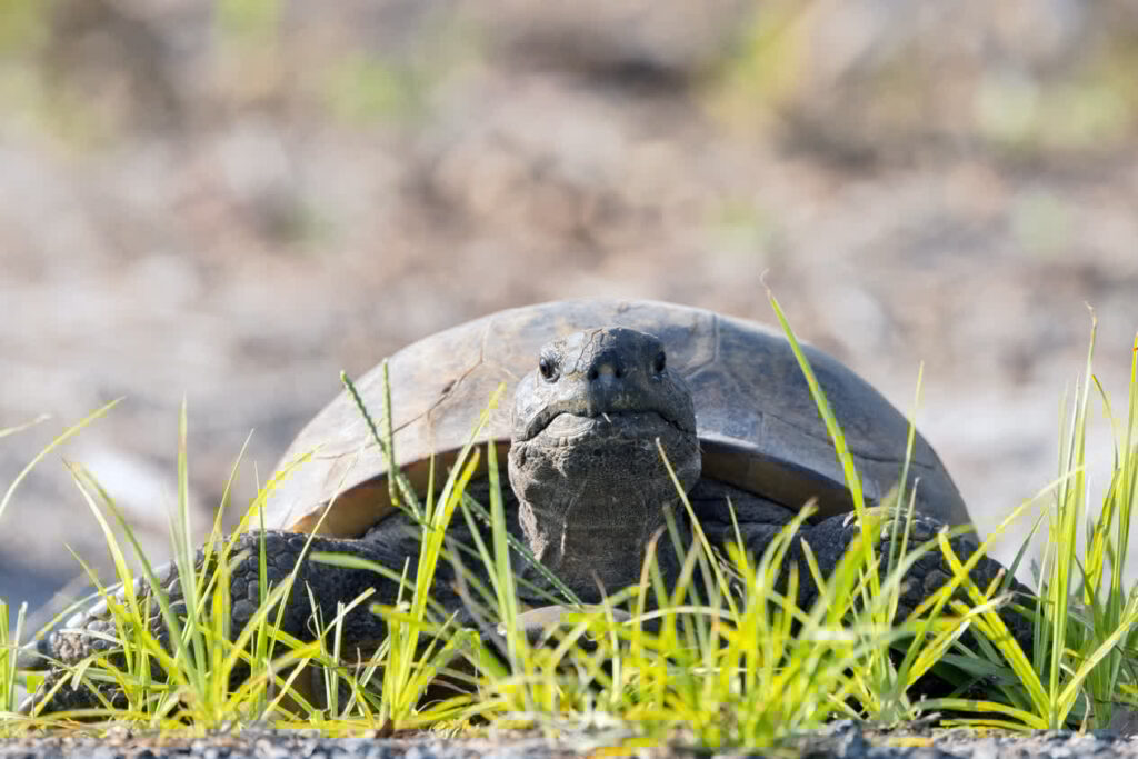 A gopher tortoise with grass in Florida