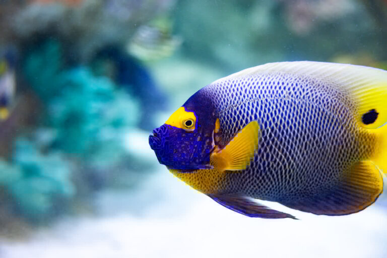 A colorful angelfish in the Indo-Pacific habitat at Mote SEA