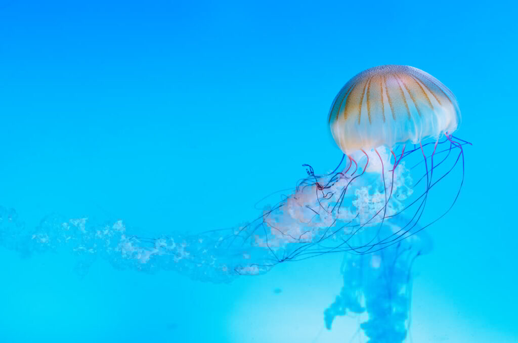 A sea nettle jelly in the Indo-Pacific habitat of Mote SEA.