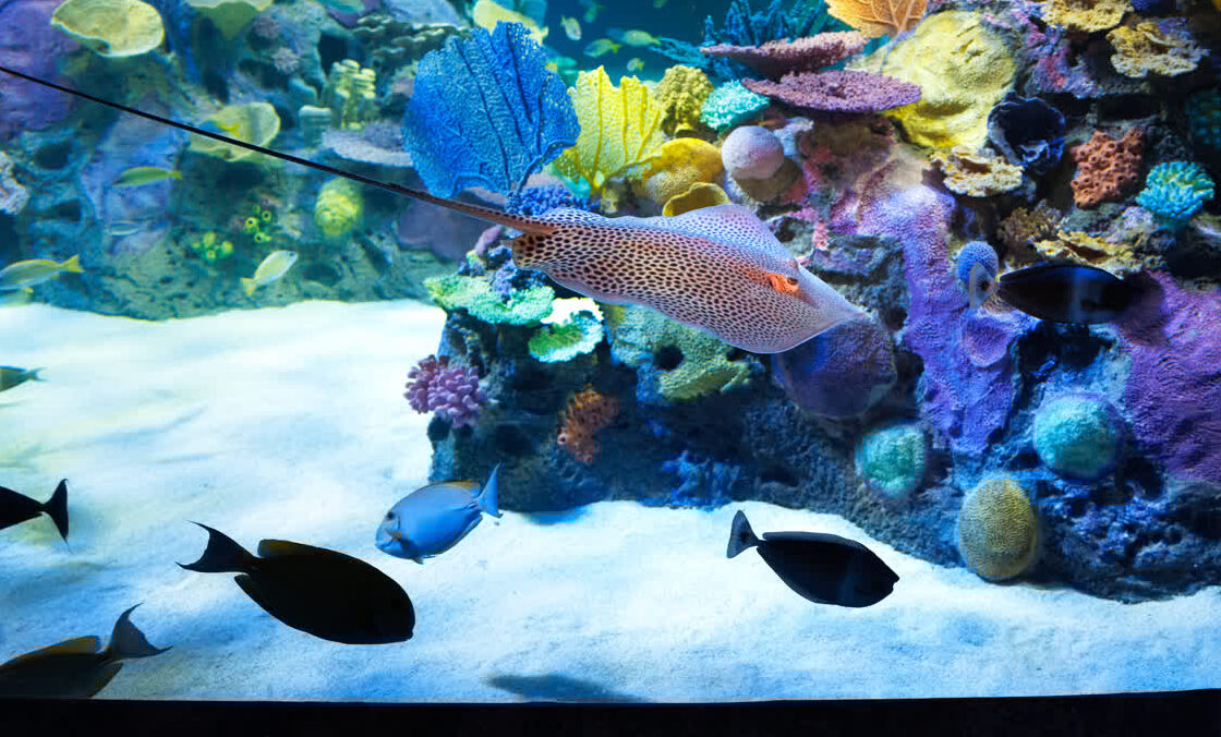 A ray swims through the colorful Indo-Pacific habitat at Mote Science Education Aquarium