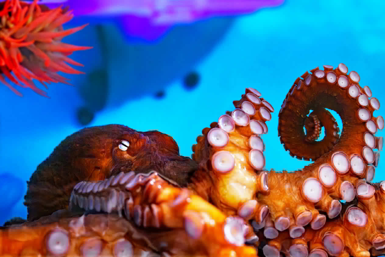 A giant Pacific octopus, a large red octopus against a blue background