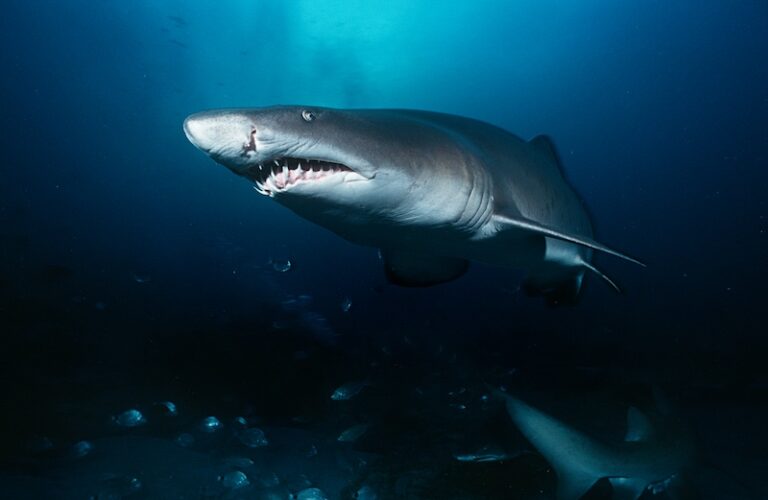 A sand tiger shark