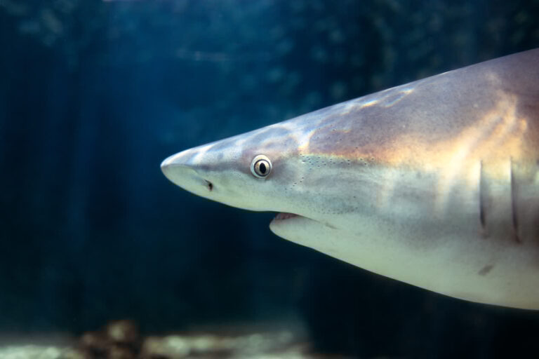A sandbar shark at Mote