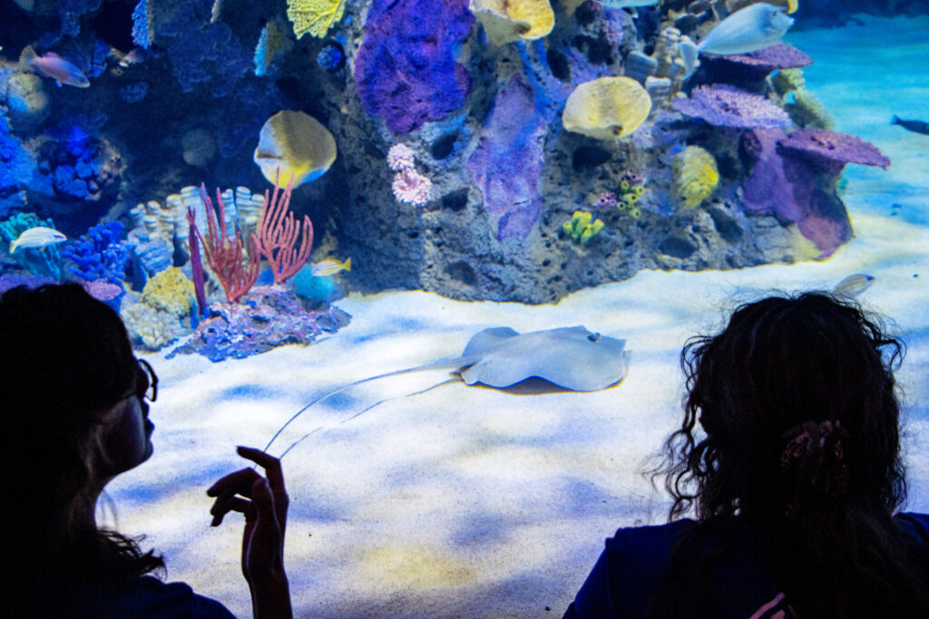 Guests visit the Indo-Pacific Gallery at Mote Science Education Aquarium
