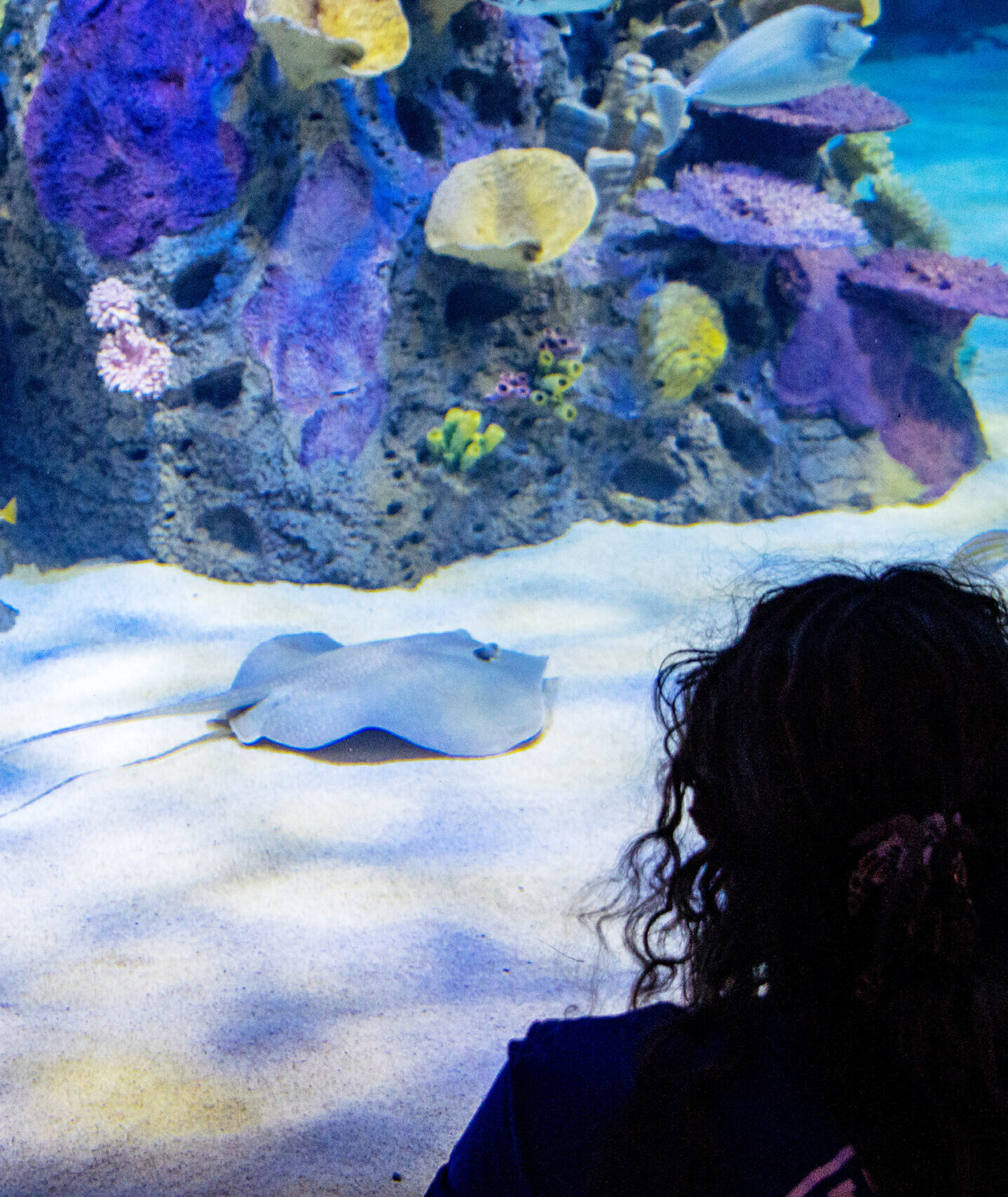 Guests visit the Indo-Pacific Gallery at Mote Science Education Aquarium