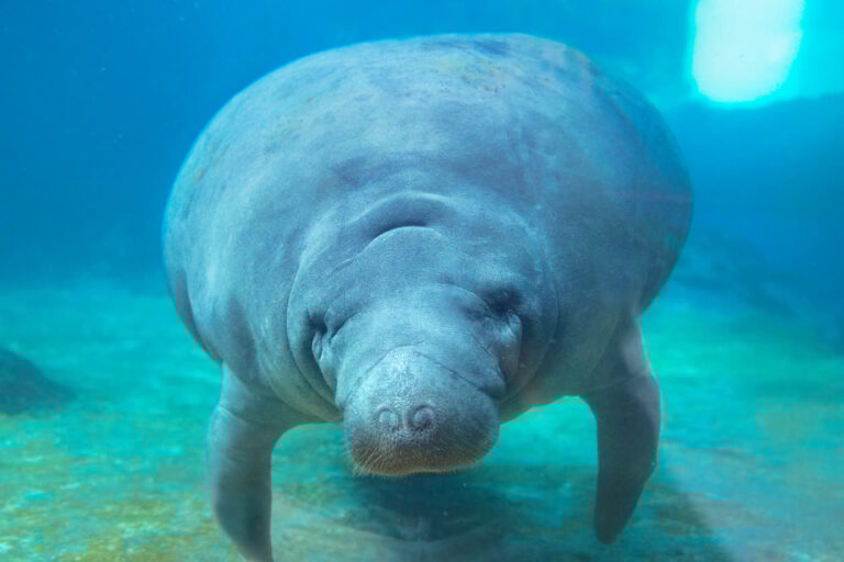 Lou the resident manatee at Mote