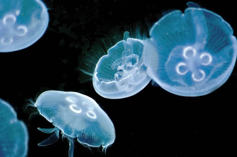 Moon jellies at Mote