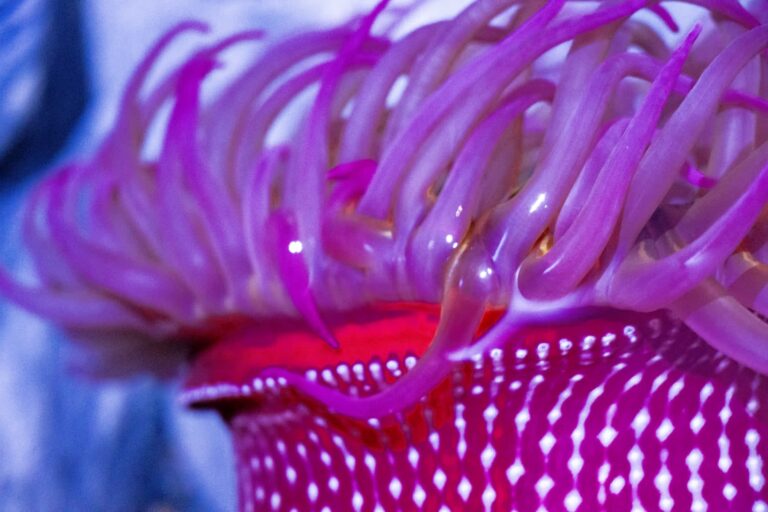 A brightly colored anemone at Mote SEA