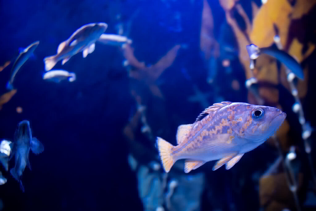 Fish in the kelp habitat in the Indo-Pacific Gallery at Mote SEA