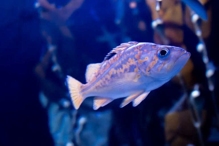 Fish in the kelp habitat in the Indo-Pacific Gallery at Mote SEA