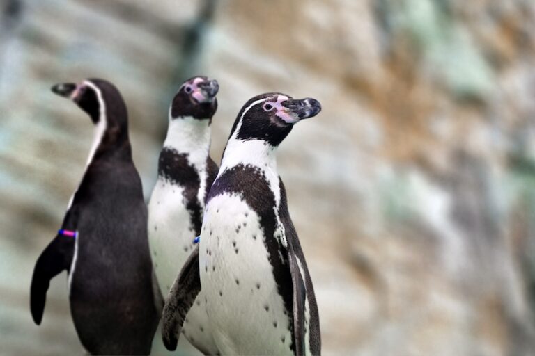 Mote's resident penguins in front of a rocky backdrop