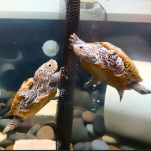 Mote SEA Marine Ecology Lab Close Up