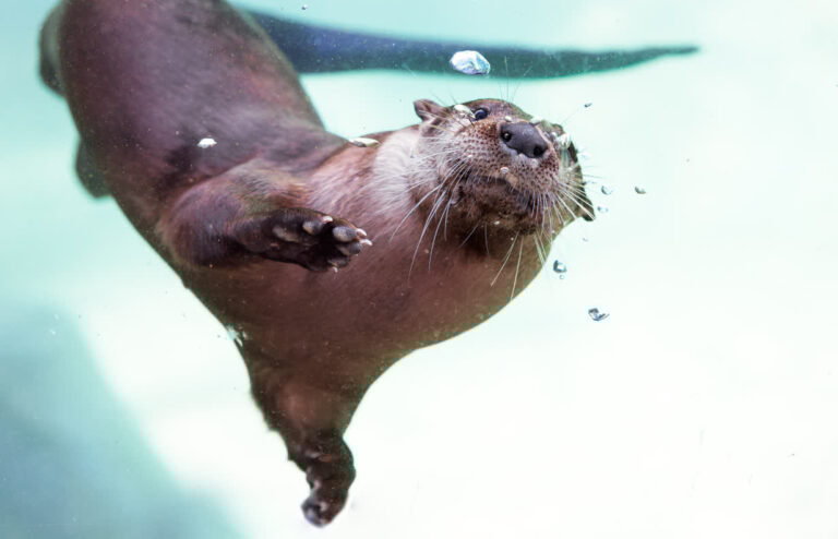 North American river otter at Mote Science Education Aquarium (Mote SEA)