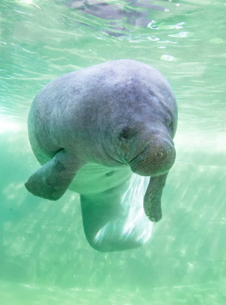 Florida manatee Buffett in Mote Science Education Aquarium