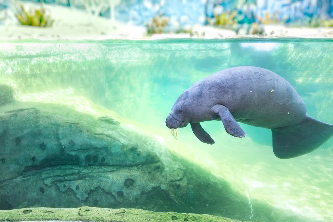Buffett the manatee in Mote Science Education Aquarium (Mote SEA)
