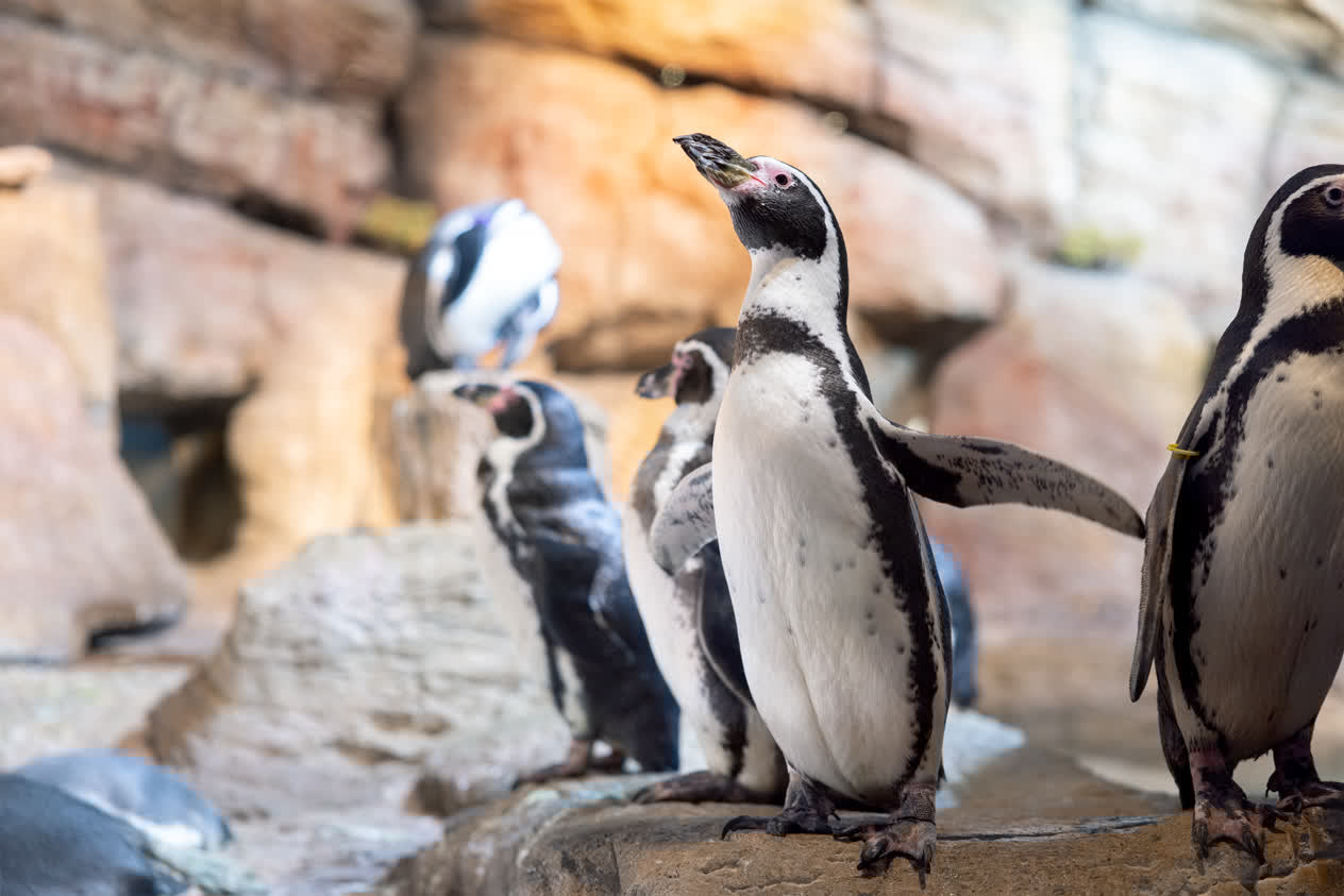 Humboldt penguins at Mote Science Education Aquarium (Mote SEA)
