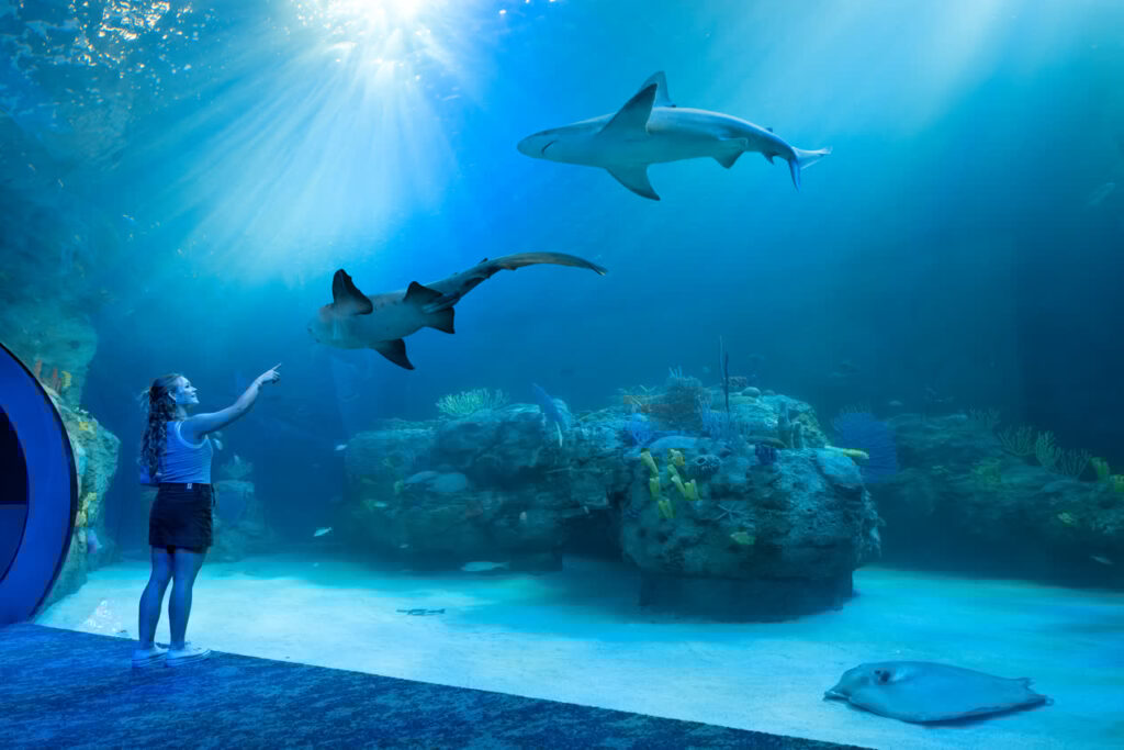 Sharks swim past a visitor in the Florida's Gulf Coast Gallery in Mote Science Education Aquarium.