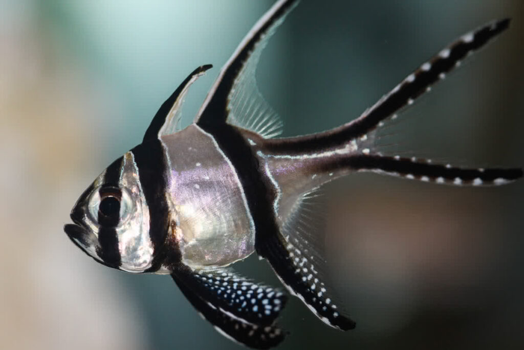 Banggai Cardinalfish