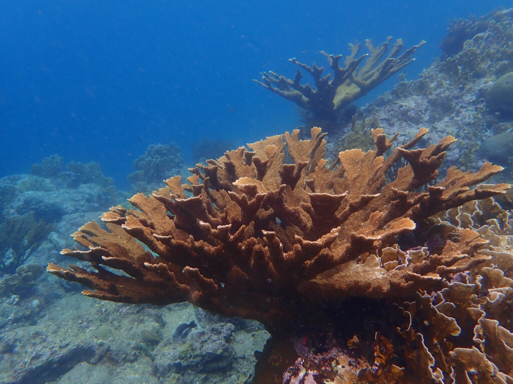 Acropora palmata_Curacao