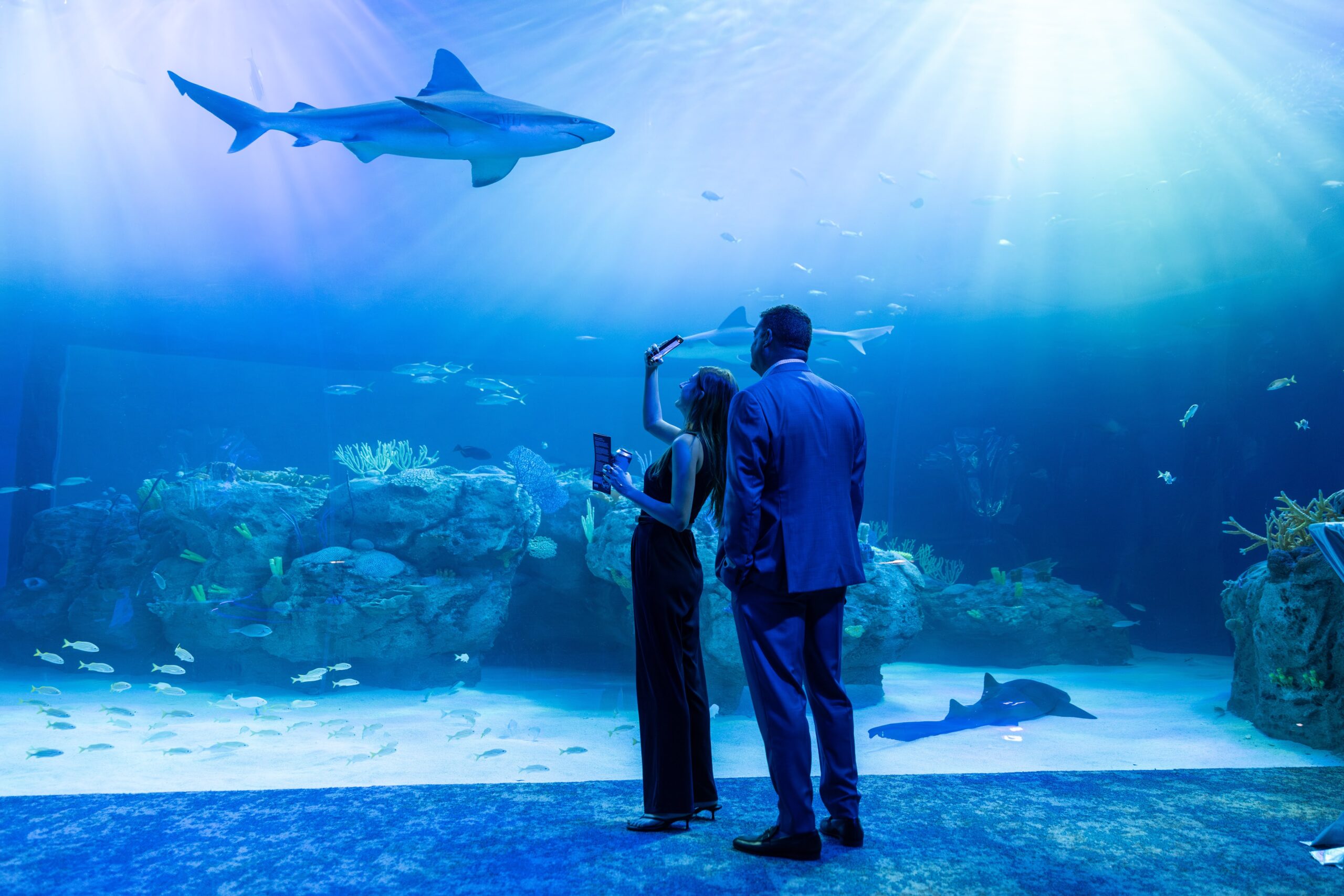 a man and woman admire a shark swimming above them. the woman takes a picture on her phone