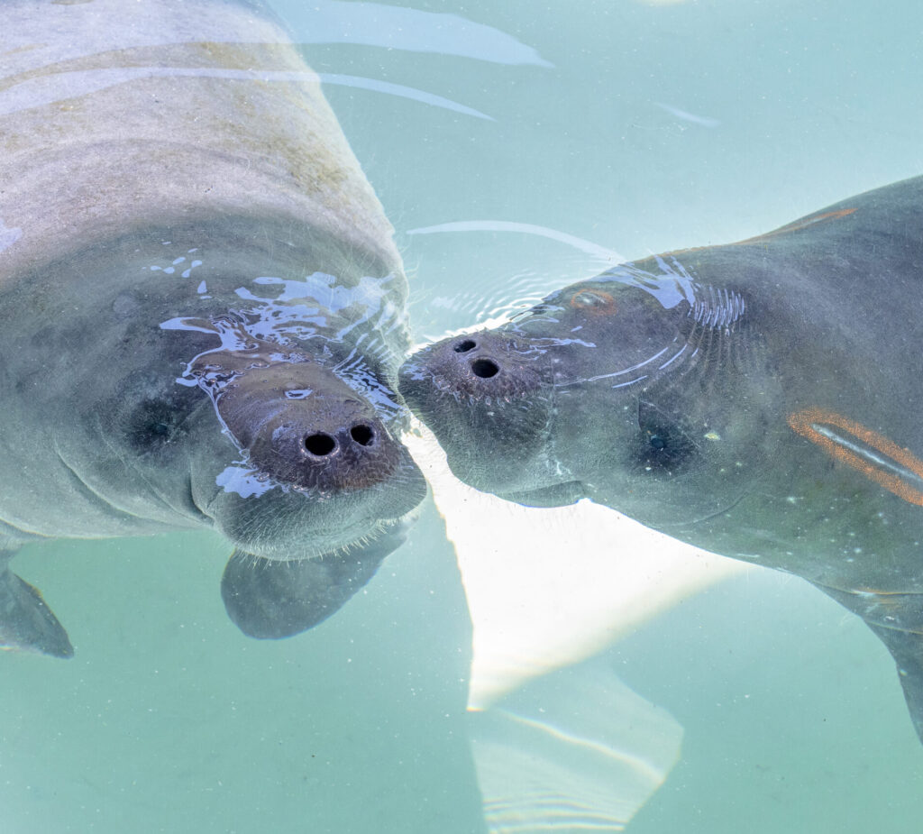 Two manatees that were provided rehabilitative care and then released by Mote Marine Laboratory