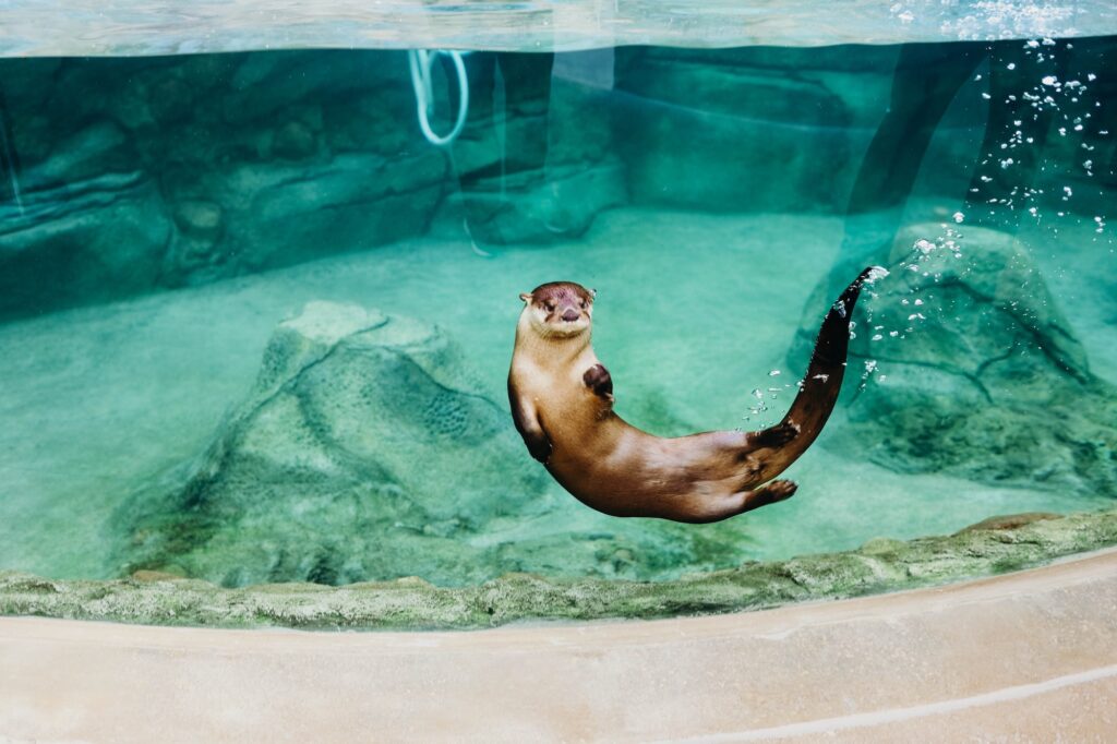A river otter swims in Mote Science Education Aquarium, Florida Waters Gallery