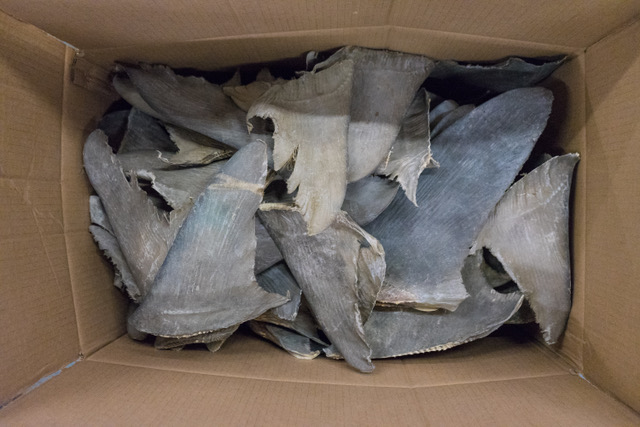 Shark fins