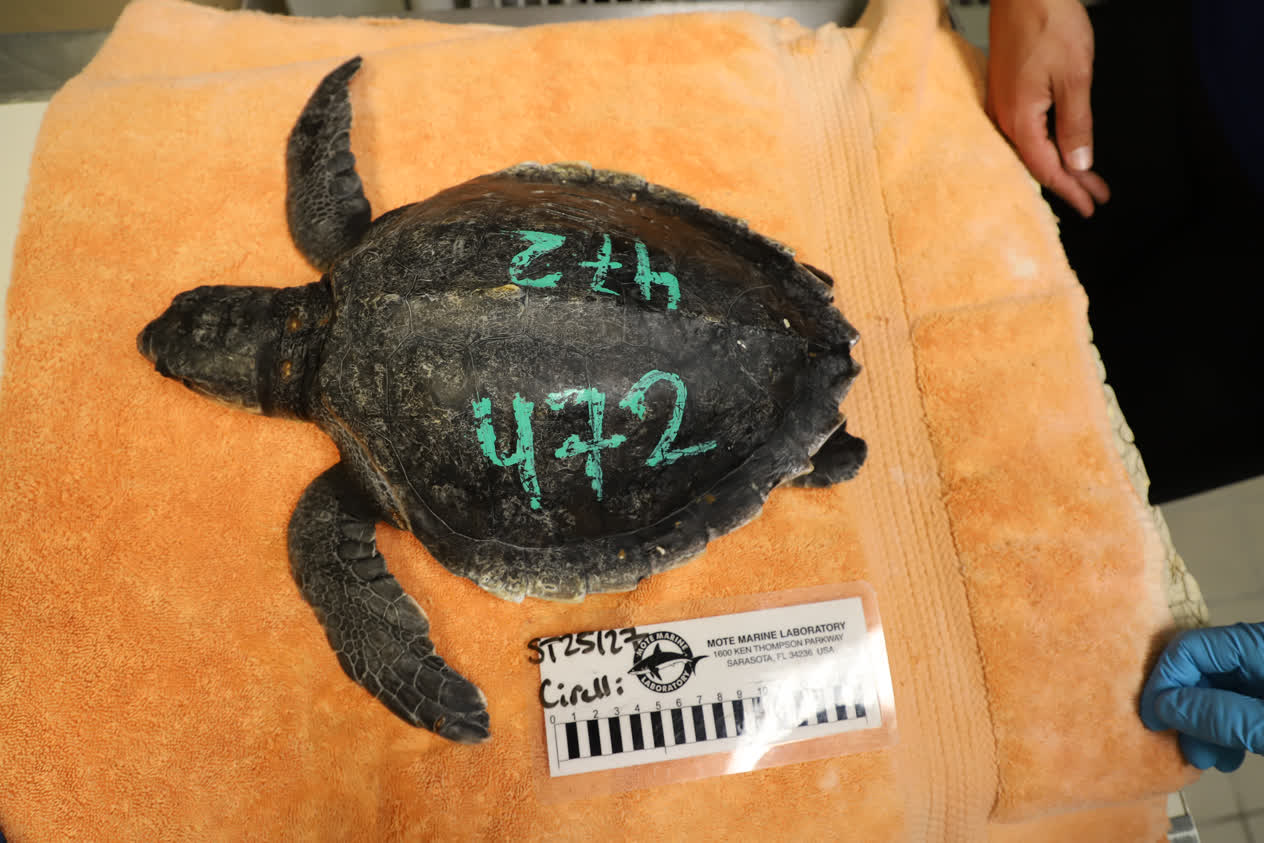 6 Transfer Patients from New England Aquarium | Mote Marine Laboratory ...