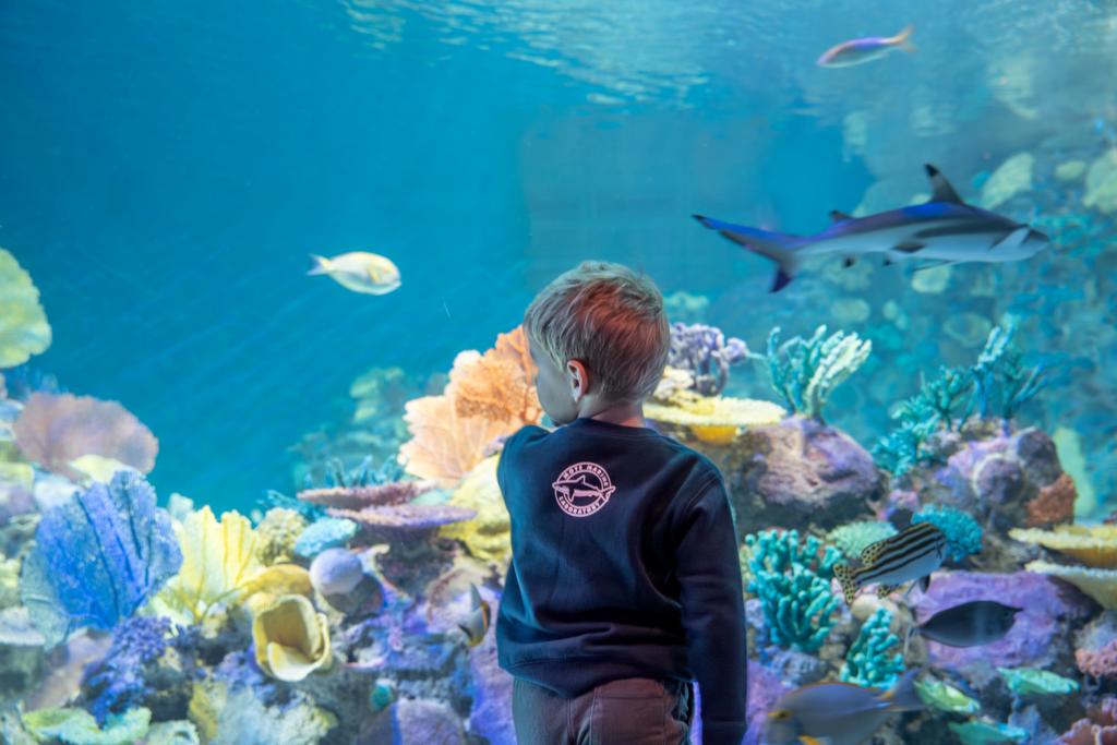A young visitor at Mote Science Education Aquarium