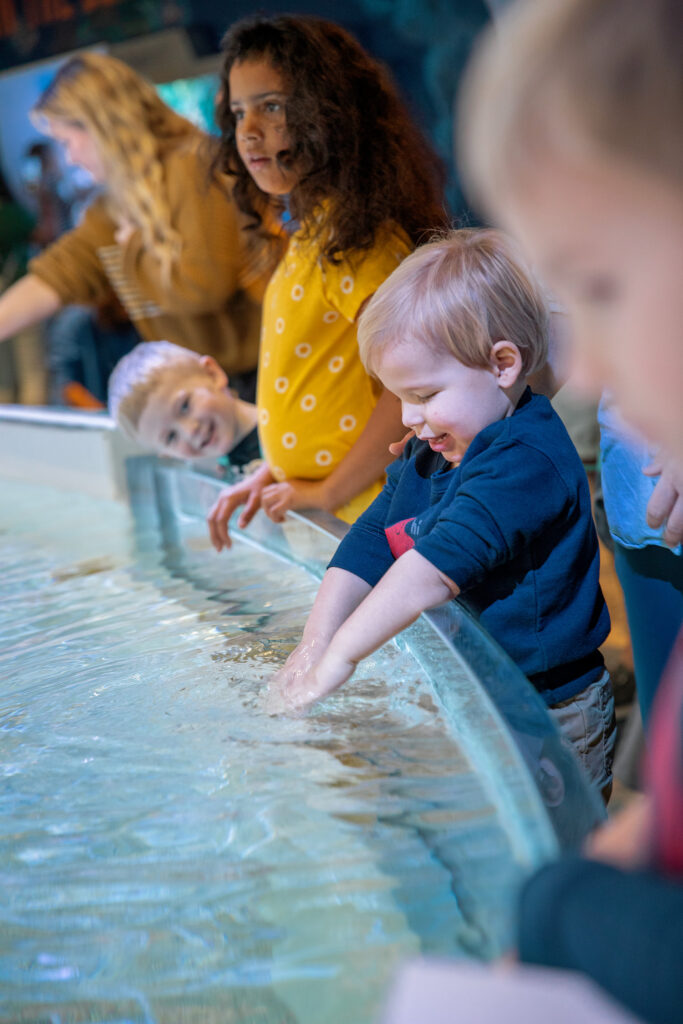 Visitors enjoy the touch pool at Mote Science Education Aquarium
