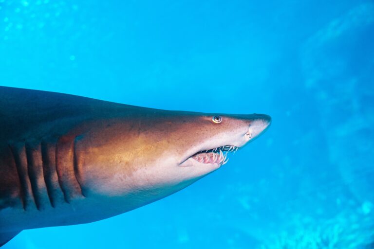 A sand tiger shark at Mote Science Education Aquarium