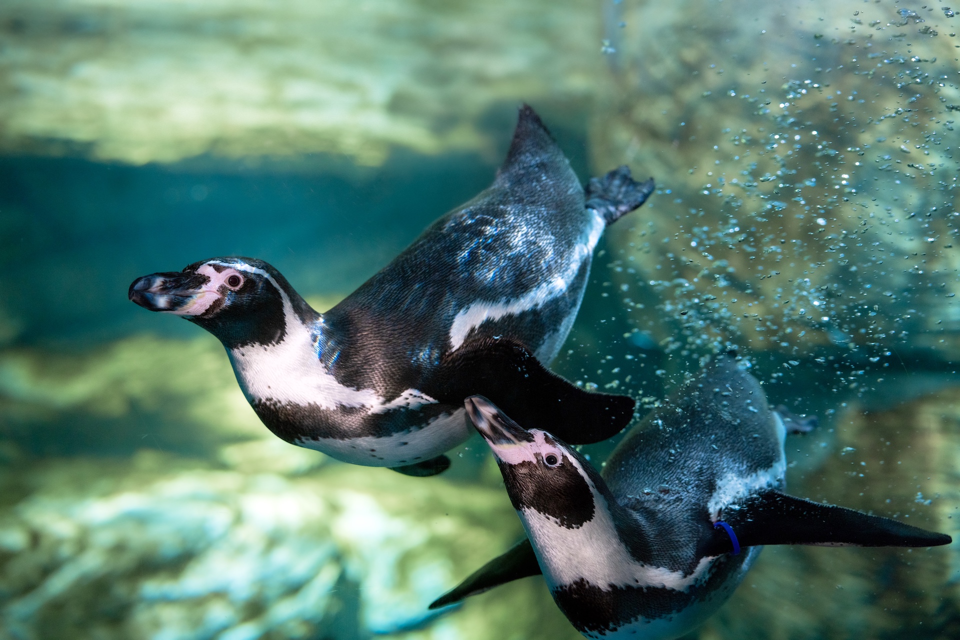 Two Humboldt penguins swim underwater at Mote Science Education Aquarium.