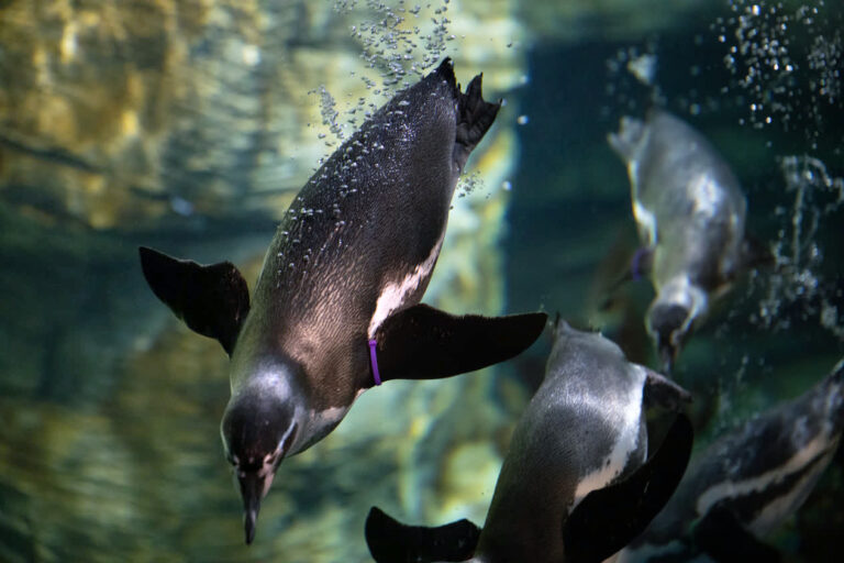 Humboldt penguin swimming in Mote Science Education Aquarium (Mote SEA)