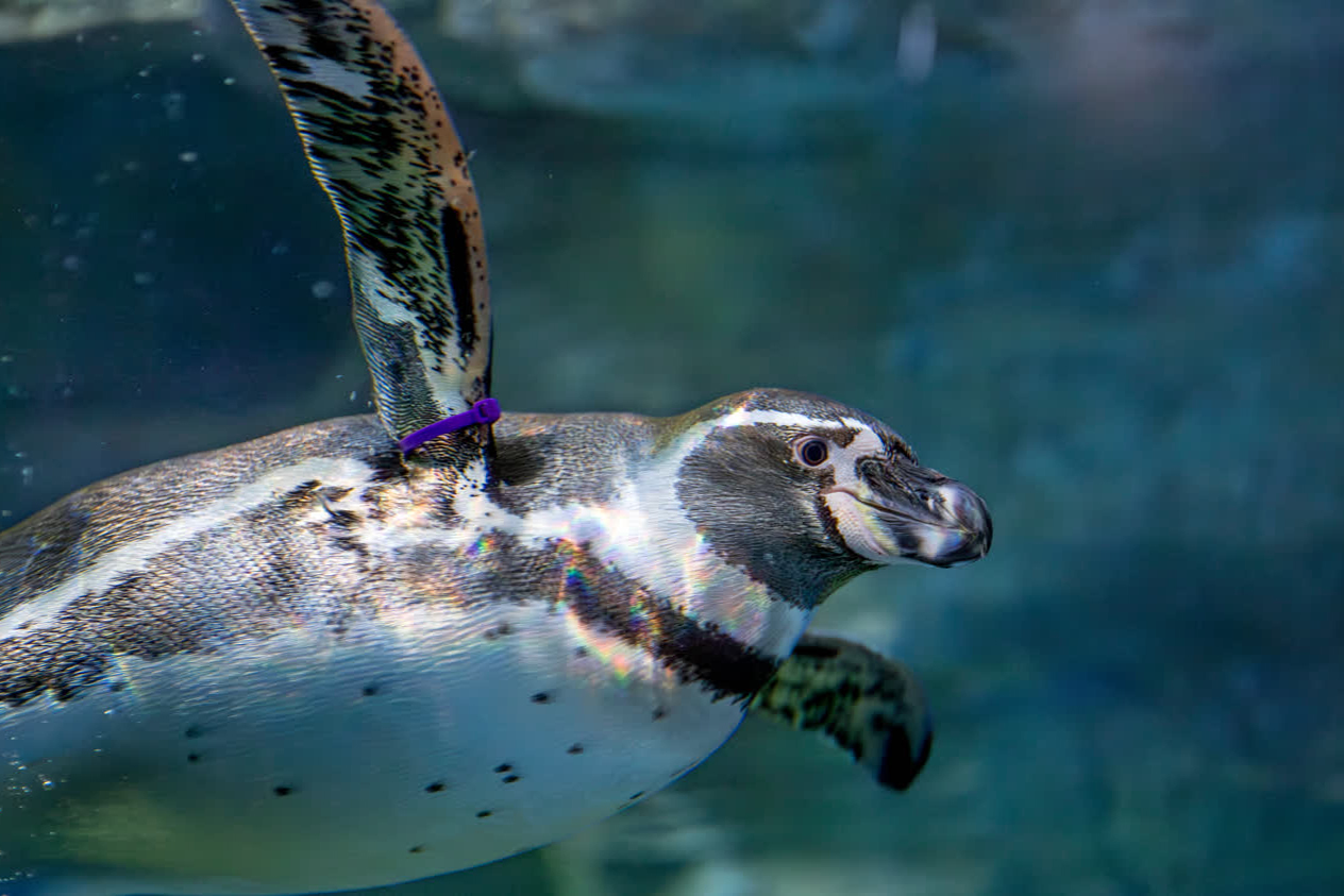 A humboldt penguin swims underwater at Mote Science Education Aquarium