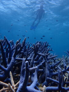 Acropora muricata Heron Island