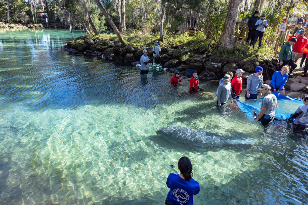 A rehabilitated manatee returns to its habitat in Crystal River thanks to the efforts of Mote Marine Laboratory and other rehabilitation partners.