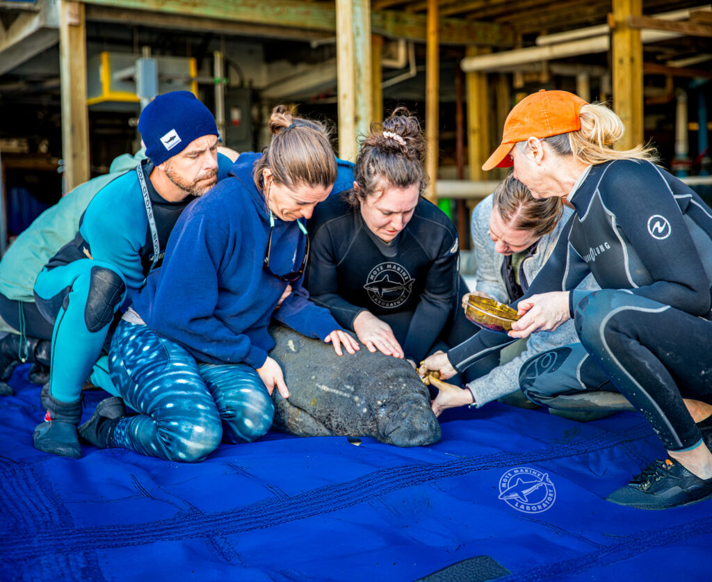 Mote staff support a rescued manatee arriving at Mote's hospital facility