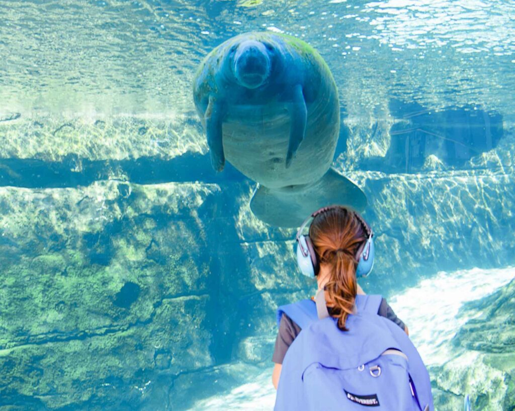 A young visitor wearing one of Mote's sensory-friendly backpacks and noise reducing headphones visits the manatees at Mote Science Education Aquarium