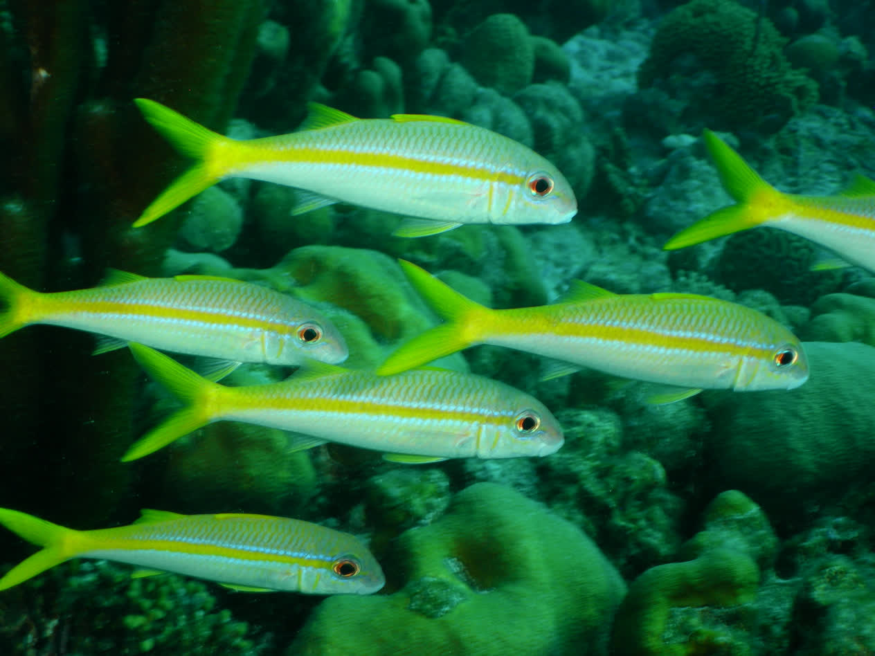 Yellow goatfish | Mote Marine Laboratory & Aquarium