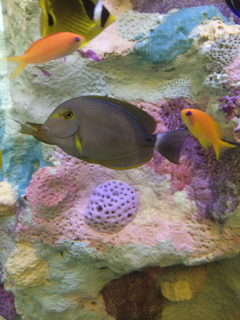 Epaulette Surgeonfish