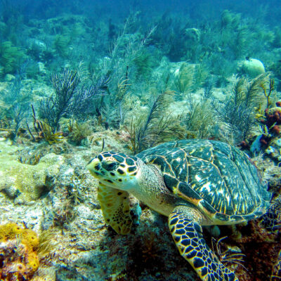 Image for choice number 5