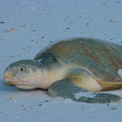 Image for choice number 4