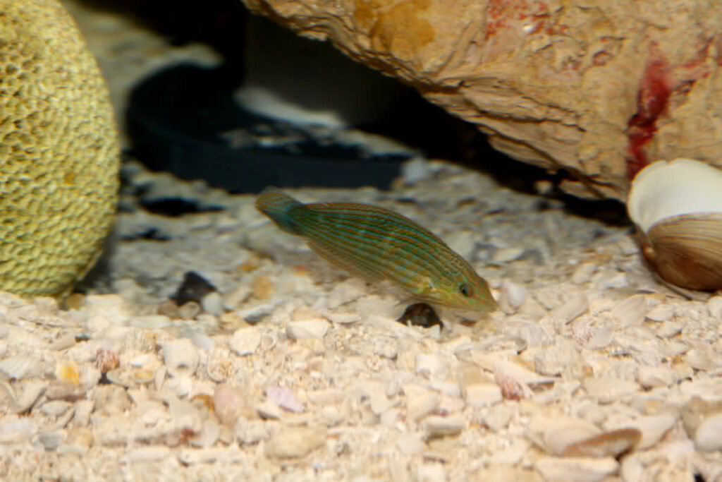 Pinstripe Wrasse