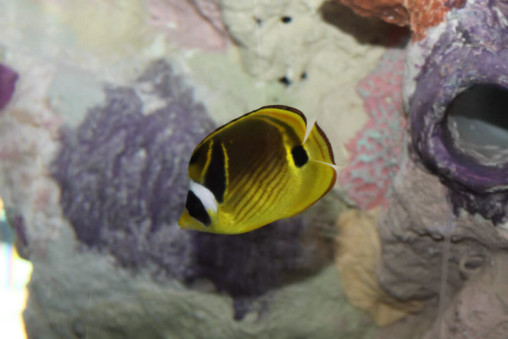Racoon Butterflyfish