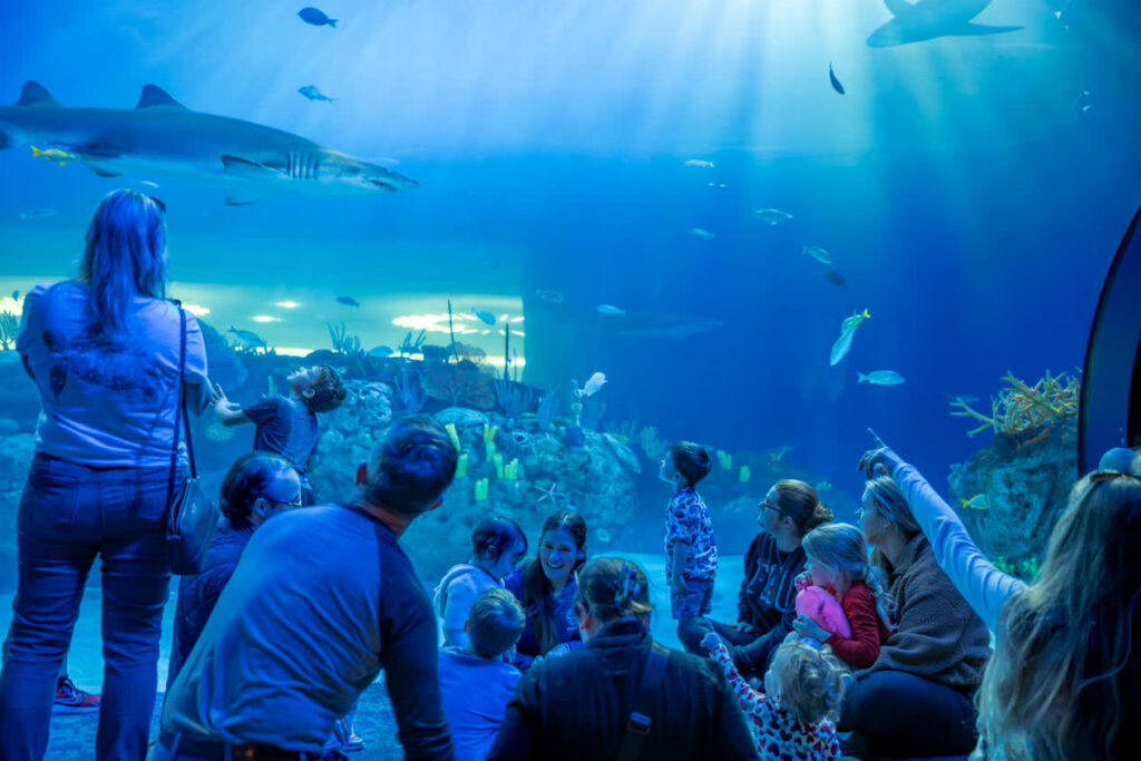 Shark Pups and Grown Ups Attendees look at sharks and fish.