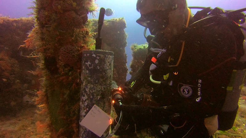 Kelp forest